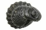 Wide Enrolled Austerops Trilobite - Morocco #296592-1